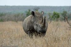 Breitmaulnashorn (9 von 28).jpg